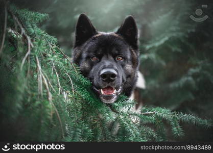 akita tree dog pet animal nature