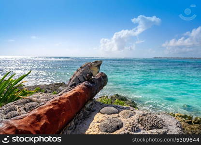 Akumal beach iguana on rusted canon in Riviera Maya of Mayan Mexico