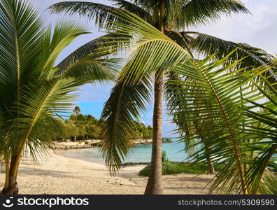 Akumal beach palm trees in Riviera Maya of mayan Mexico