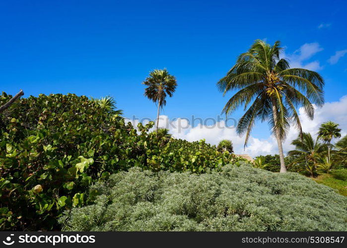 Akumal coconut palm tree beach in Riviera Maya of Mayan Mexico