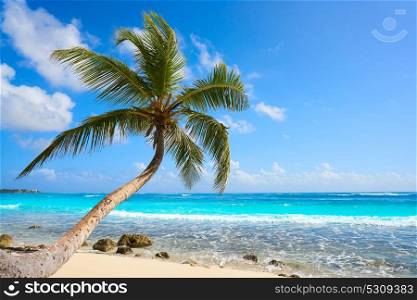 Akumal coconut palm tree beach in Riviera Maya of Mayan Mexico
