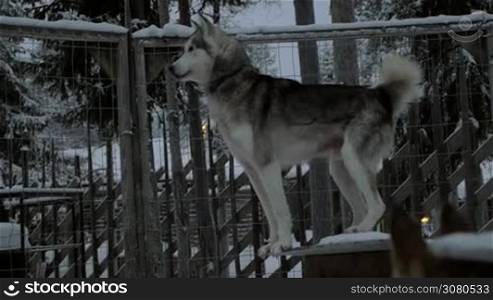 Alarmed husky dog standing on the kennel in open-air cage. It barking and wagging the tail