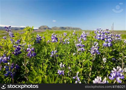 Alaska Lupins, Lupinus Nootkatensis, growing wild in Iceland with volcanic mountains out f focus in the distance.