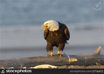 Alaskan Bald Eagle calling on beach