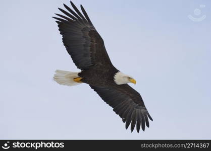 Alaskan Bald Eagle flying with blue sky
