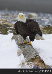 Alaskan Bald Eagle on log with snow