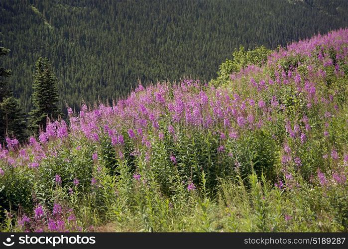 Alaskan landscape with pink fireweed flowers. Alaskan landscape with fireweed flowers
