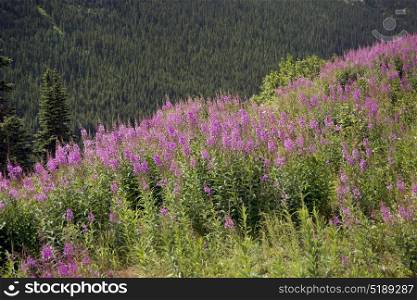 Alaskan landscape with pink fireweed flowers. Alaskan landscape with fireweed flowers