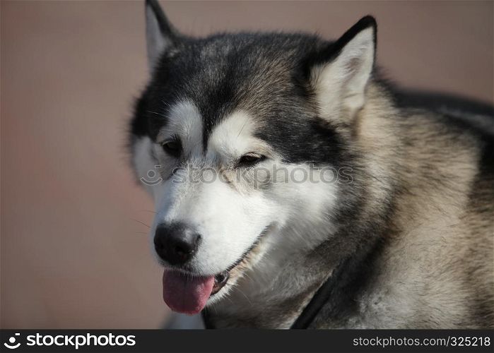 Alaskan malamute,Can run all day, highly independent-minded, willful