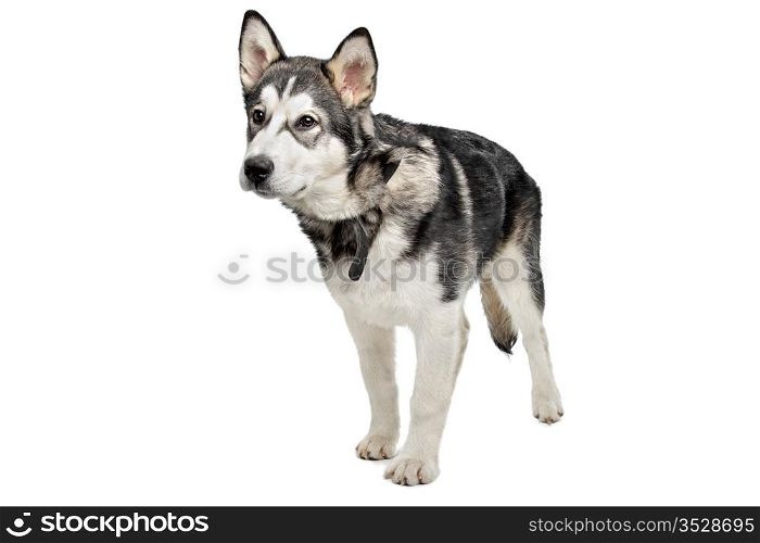 Alaskan Malamute puppy. Alaskan Malamute puppy in front of a white background