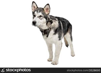 Alaskan Malamute puppy. Alaskan Malamute puppy in front of a white background
