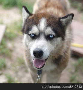 Alaskan Malamute with blue eyes. The Arctic Malamute is a wonderful fairly large dog native type designed to work in harness, one of the oldest breeds of dogs. Arctic Malamute with blue eyes muzzle portrait close up. This is a fairly large dog native type