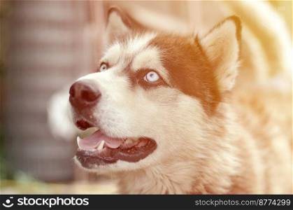 Alaskan Malamute with blue eyes. The Arctic Malamute is a wonderful fairly large dog native type designed to work in harness, one of the oldest breeds of dogs. Arctic Malamute with blue eyes muzzle portrait close up. This is a fairly large dog native type