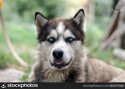 Alaskan Malamute with blue eyes. The Arctic Malamute is a wonderful fairly large dog native type designed to work in harness, one of the oldest breeds of dogs. Arctic Malamute with blue eyes muzzle portrait close up. This is a fairly large dog native type