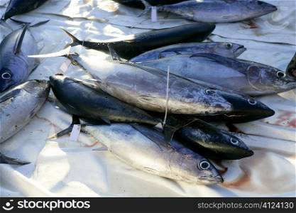 Albacore bloody tuna sport fisherman catch Medditerranean sea