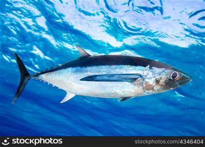 Albacore tuna fish Thunnus Alalunga underwater ocean