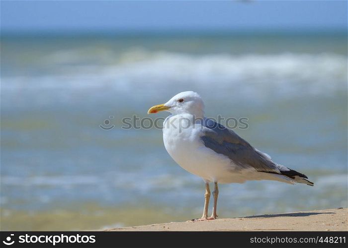 Albatross stands on the sand of the sea