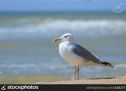 Albatross stands on the sand of the sea
