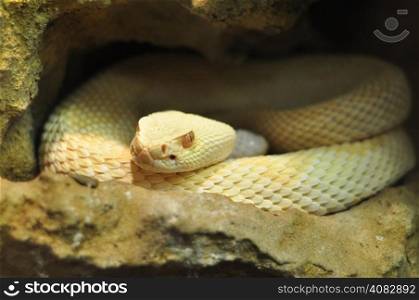 Albino adult Crotalus scutulatus Northern Mohave Rattlesnake white snake