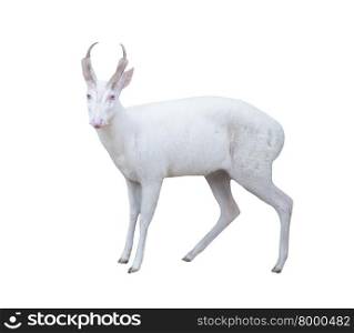 albino barking deer isolated on white background