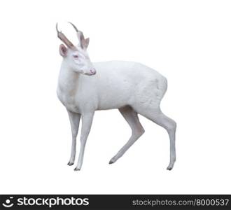 albino barking deer isolated on white background