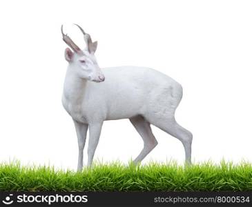 albino barking deer with green grass isolated on white background