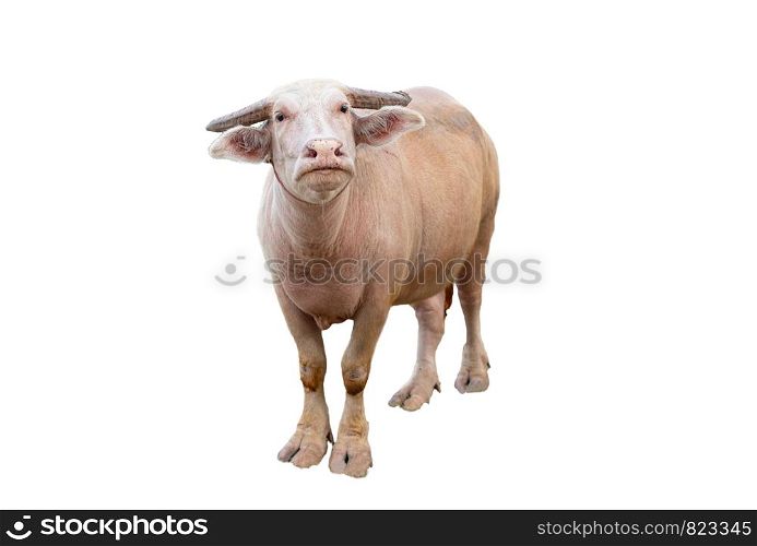 Albino buffalo standing on white background