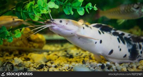 Albino catfish spotted swimming underwater aquarium