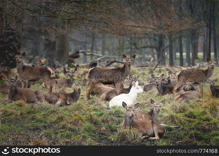 Albino deer in group resting near trees