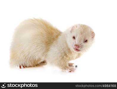 albinos ferret in front of white background