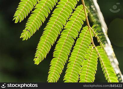 "Albizia Julibrissin "rosea" leaves at backlight sunset. Green background. Commonly known as pink silk tree is a deciduous tree or shrub with stunning fern or mimosa like green leaves. Acacia."