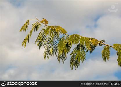 Albizia julibrissin, the Persian silk tree or pink silk tree, is a species of tree in the family Fabaceae, native to southwestern and eastern Asia.