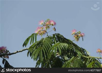 Albizia tree flowers (persian silk tree)