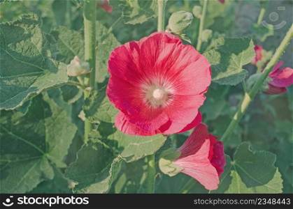 Alcea rosea or Hollyhock flower.Red  flower of a Common Hollyhock . Red hollyhock flower in garden 