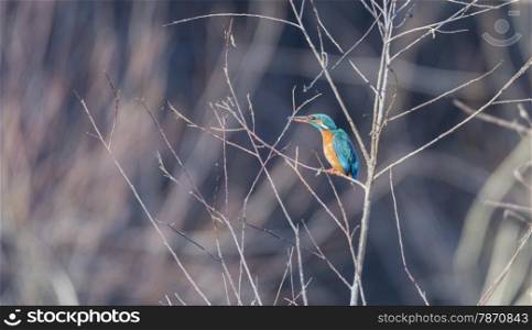 Alcedo atthis, kingfisher, hanging from a tree branch