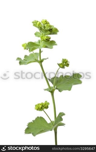 Alchemilla mollis on white background