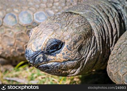 Aldabra giant tortoise Dipsochelys dussumieri closeup