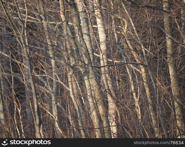 alder branches in the forest