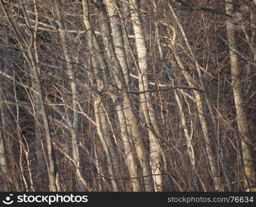 alder branches in the forest