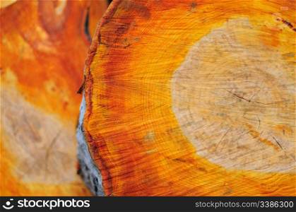 Alder trunk section with its strong orange colour texture. Alder trunk wood texture