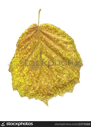Alder yellow leaf isolated on white. Alnus glutinosa autumn leaf isolated. Autumn yellow leaf of black alder isolated on white