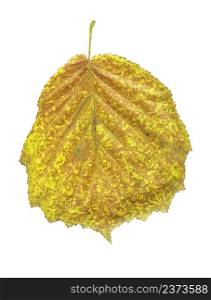 Alder yellow leaf isolated on white. Alnus glutinosa autumn leaf isolated. Autumn yellow leaf of black alder isolated on white