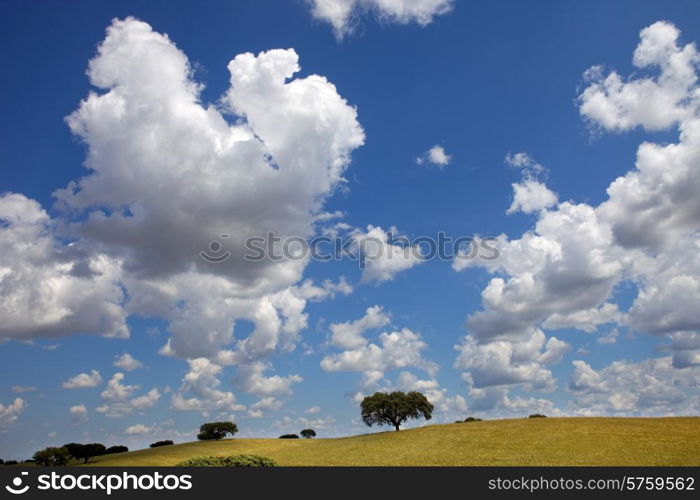 alentejo farm view, in the south of portugal