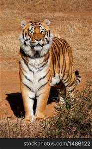 Alert Bengal tiger (Panthera tigris bengalensis) in early morning light