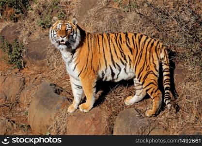 Alert Bengal tiger (Panthera tigris bengalensis) in early morning light
