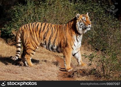 Alert Bengal tiger  Panthera tigris bengalensis  in early morning light 