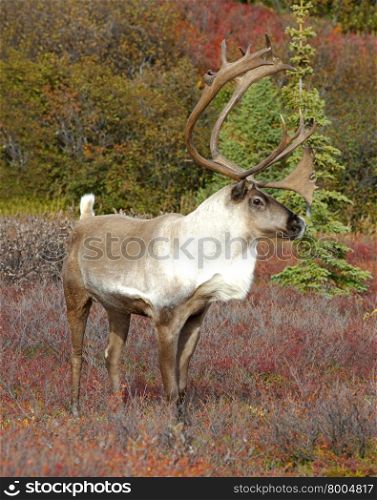 Alert Caribou on Fall Tundra