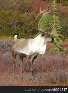 Alert Caribou on Fall Tundra