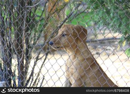 Alert dog behind a fence