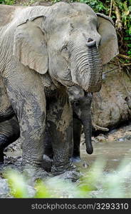 Alert elephant mother with calf